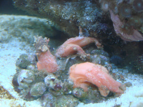 Akvarie klovnfisken 033.JPG