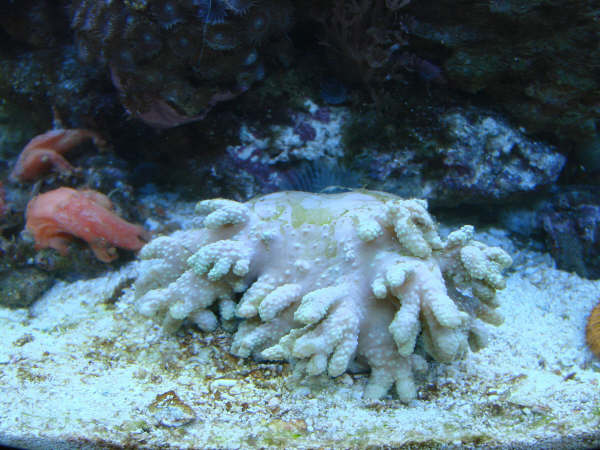 Akvarie klovnfisken 034.JPG