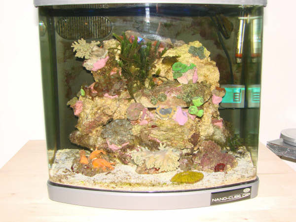 Akvarie klovnfisken 026.JPG