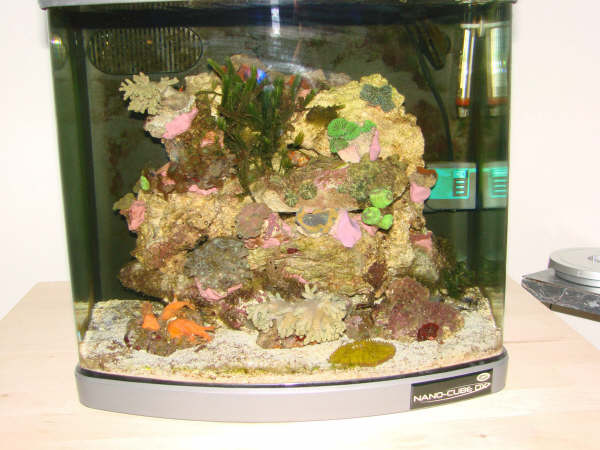 Akvarie klovnfisken 025.JPG