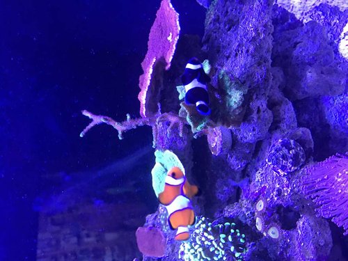 IMG_2018.JPG (85.12 KiB) Vist 2307 gange De fine "par"