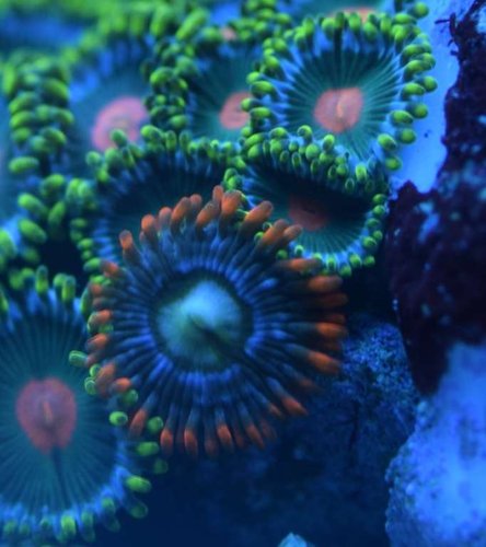Zoa id.JPG