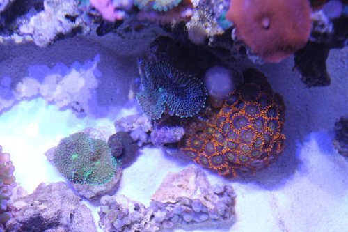 r. florida og zoa sp. ?