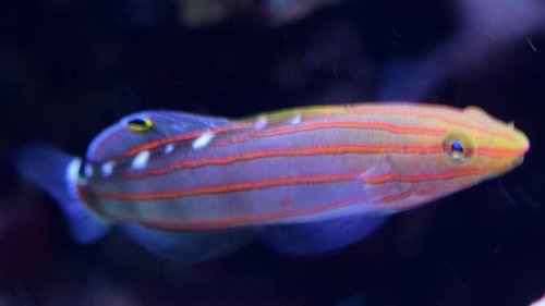 DSC_0152akvarie. 24.2.2017.jpg