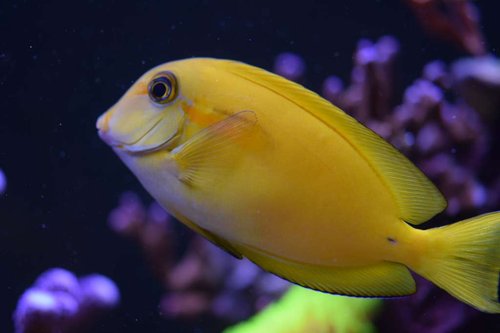DSC_0169akvarie. 24.2.2017.JPG