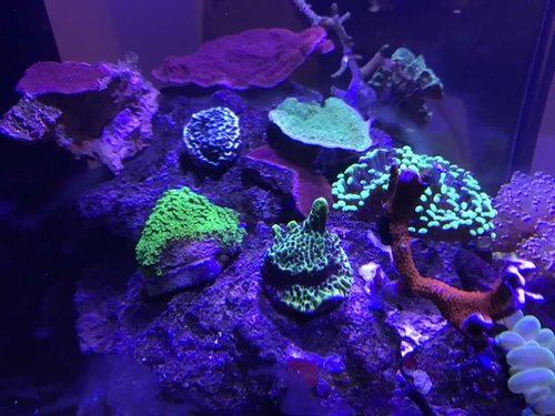 IMG_2055.JPG (82.5 KiB) Vist 2268 gange den grønne til venstre? måske Montipora verrucos?