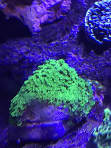 FullSizeRender.jpg (48.35 KiB) Vist 2249 gange redigeret tager et nyt billede imorgen