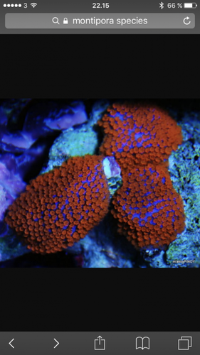 IMG_2058.PNG (315.47 KiB) Vist 2249 gange ligner den her, bare tættere polyp placering