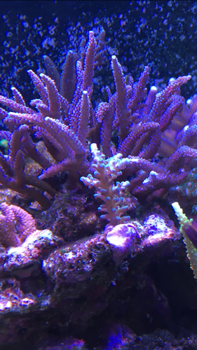 IMG_4967.PNG