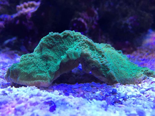 M. delicatula