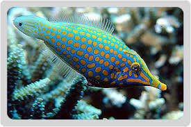 Oxymonacanthus halli <br />Den er fødespecialist og lever eksklusivt af acropora polypper. Vil man have den i sin tank, skal man have virkelig mange store Acropora kolonier. Ellers vil den langsomt dø af sult. En af de fisk man mener bør blive i havet. Men smuk, det er den.