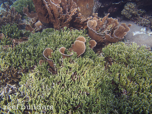 Montipora stellata og cap