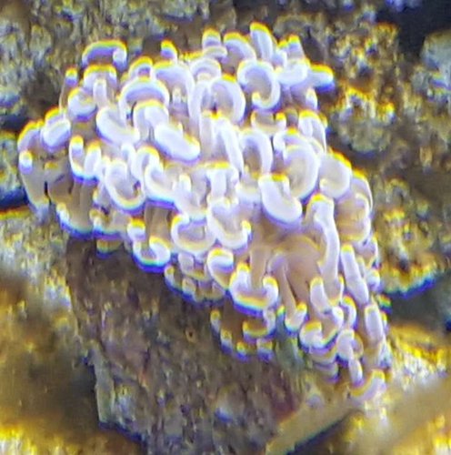 euphyllia ancora orange, Tiny D=4-5 cm