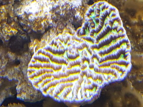 Platygyra sp. Bestilt son en Pink Grade, men denne er nu Flour Green desværre. D= 8-10 cm