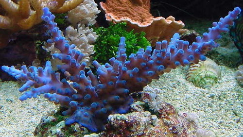 Acropora gomezi.