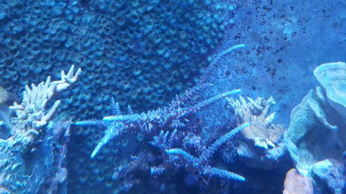 Acropora gomezi 29.06.17.jpg (80.67 KiB) Vist 2909 gange Denne her skulle være A.gomezi. Billedet er ikke så godt, men det får være.