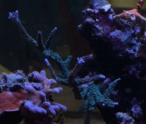 A staghorn 2