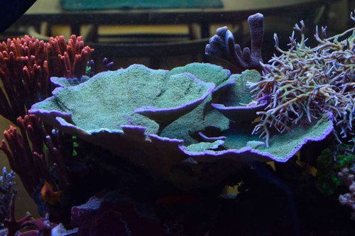 DSC_0334.JPG