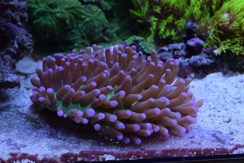 DSC_0337.JPG