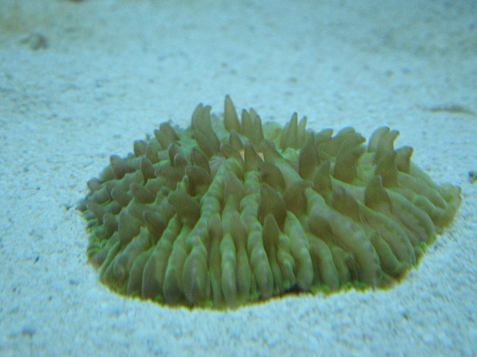 Grøn fungia m. orange mund