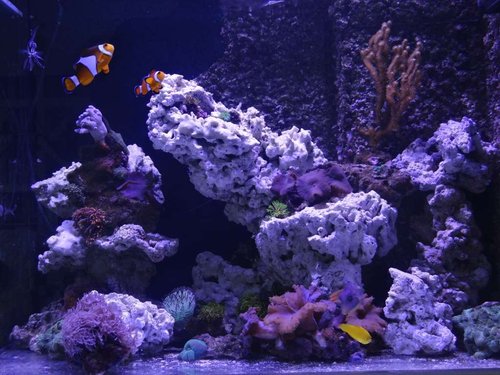 FTS