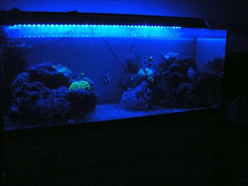 blakvarium009.jpg