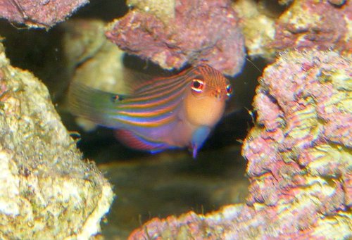 klovnegoby037.jpg