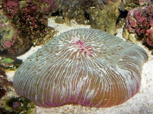 fungia006.jpg