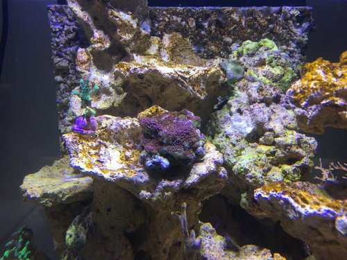 skidt Montipora Rainbow