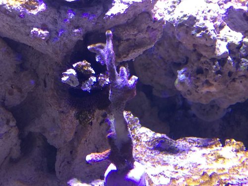 skidt ukendt Montipora