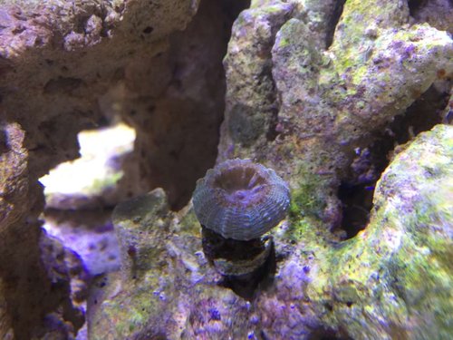 Lobophyllia godt oppustet
