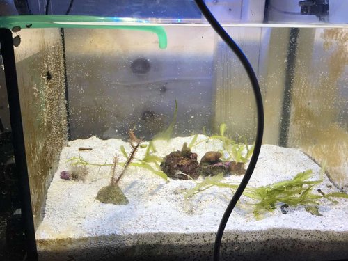 Starten på et refugium!