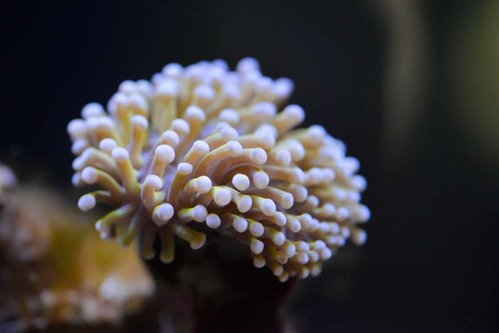 Euphyllia gold torch