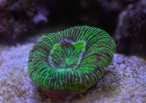 Trachyphyllia