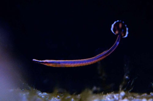 _6107962-2.jpg (25.11 KiB) Vist 1357 gange doryrhamphus excisus