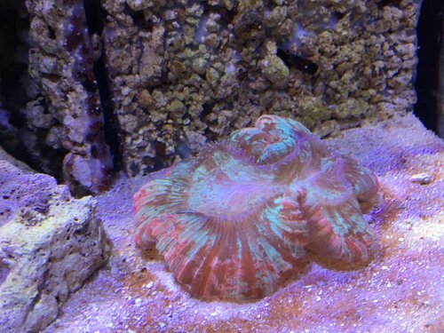 Trachyphyllia radiata ( rainbow )