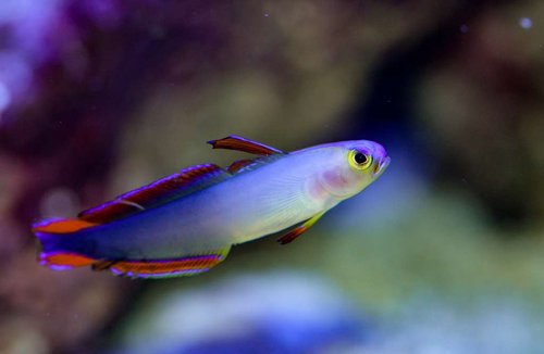 n. decora