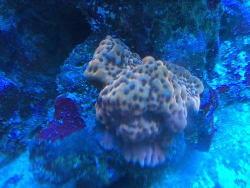 IMG_0748.JPG (77.97 KiB) Vist 3331 gange Vækstkant