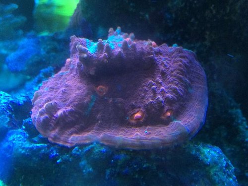 IMG_0752.JPG (67.21 KiB) Vist 3331 gange Vækstkant