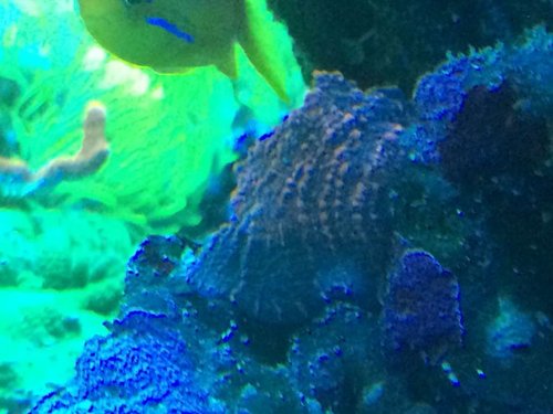 IMG_0753.JPG (64.45 KiB) Vist 3331 gange Vækstkant