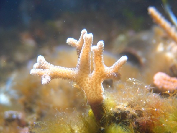 seriatopora (800 x 600) (600 x 450).jpg