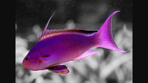Anthias som den kan komme til at se ud (billede fra Google)