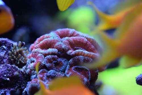 DSC_01437.9.2017.JPG