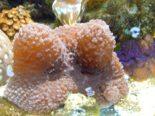 lobophyllia (800 x 600) (600 x 450).jpg