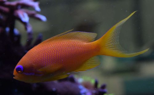 fisk2.JPG