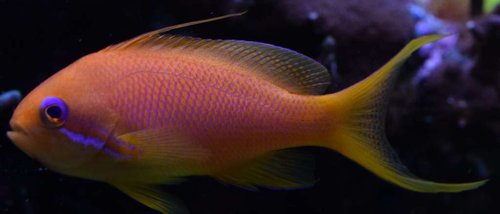 fisk4.JPG