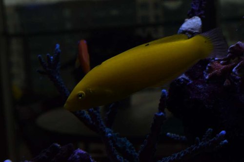 fisk11.JPG