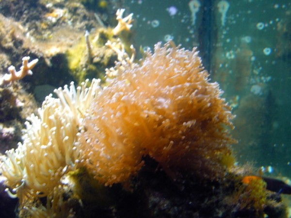 euphyllia (800 x 600) (600 x 450).jpg