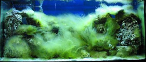 Samme akvarie i uge 3 efter opstart. Her er de grønne alger godt i gang.
