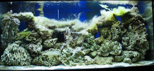Igen, et billede fra samme akvarie. Her er algefasen ved at være overstået. Det er i uge 5. Algerne er begyndt at dekompostere.